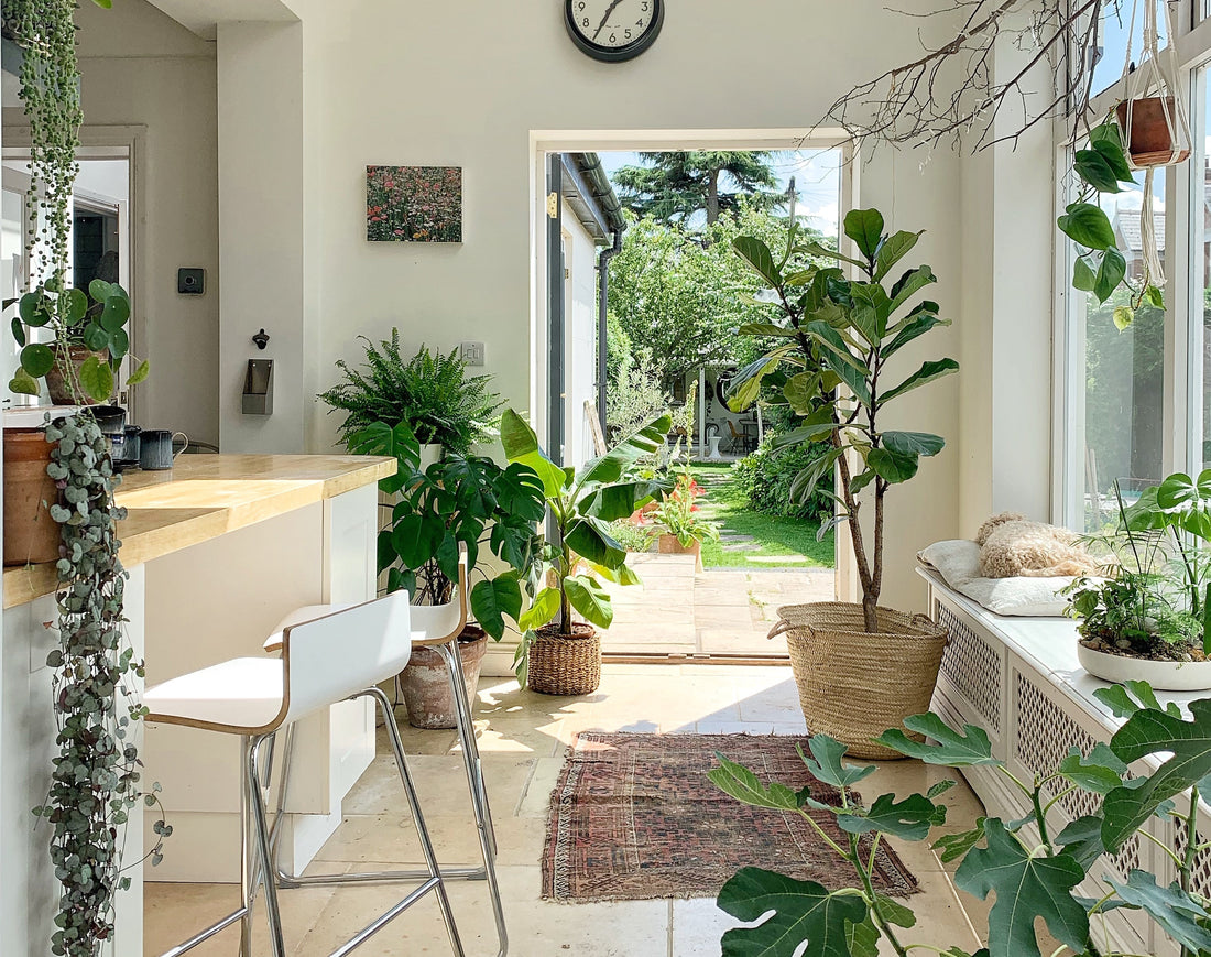 How to Style Indoor Plants Like a Professional Designer