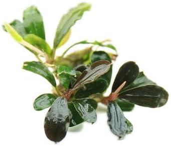 SubstrateSource Bucephalandra Black Pearl Live Aquarium Plant - Natural Freshwater Fish Tank Decorations and Aquatic Decor (Plant (10-15 Leaves))