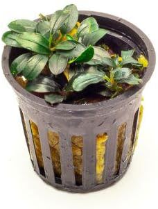 SubstrateSource Bucephalandra Mini Coin Potted Live Aquarium Plant - Natural Freshwater Fish Tank Decorations and Aquatic Décor