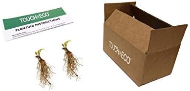 2pk White Feather Hosta Bare Roots - Perennial Cream & Green Foliage, Low-Maintenance Plant