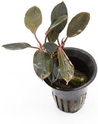 SubstrateSource Bucephalandra Pink Lady Potted Live Aquarium Plant - Natural Freshwater Fish Tank Decorations, Aquatic Décor