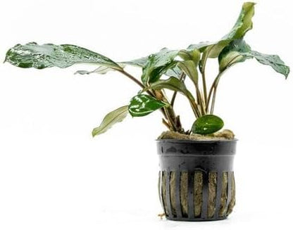 SubstrateSource Bucephalandra Green Broad Leaf Potted Live Aquarium Plant - Natural Freshwater Fish Tank Decorations and Aquatic Décor