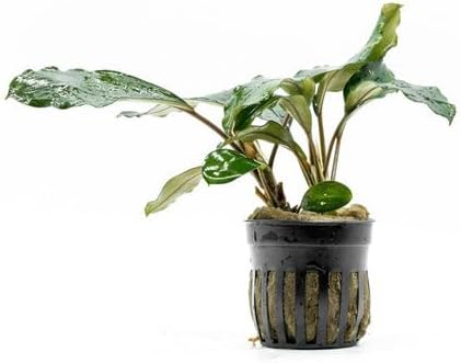 SubstrateSource Bucephalandra Green Broad Leaf Potted Live Aquarium Plant - Natural Freshwater Fish Tank Decorations and Aquatic Décor