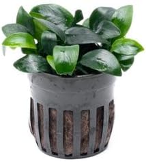 SubstrateSource Anubias Live Aquarium Plants - Potted Freshwater Plant for Fish Tanks, Terrariums - Beginner Friendly Low Light (Nana Bonsai, 1 Pot)