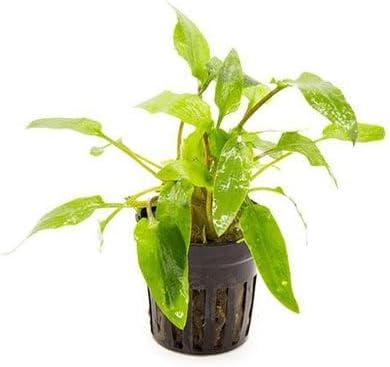 SubstrateSource Cryptocoryne Live Aquarium Plants - Freshwater Plant for Aquariums, Planted Fish Tanks - Beginner Friendly (Wendtii Green, 5 Pots (20-25 Plants))