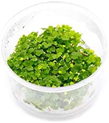 Hydrocotyle tripartita in Vitro Tissue Culture Cup