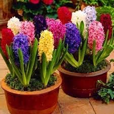 Mixed Hyacinth Bulbs for Forcing Indoors - 12Pcs Mixed Hyacinth Flower Bulbs for Fall Planting with Colorful Shades Plants Live Houseplants - Gorgeous and Fragrant Flower Bulbs for Spring Planting