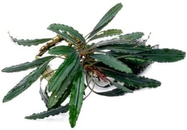 SubstrateSource Bucephalandra Green Godzilla Live Aquarium Plant - Natural Freshwater Fish Tank Decorations, Aquatic Decor (Small Clump (3-5 Plants))