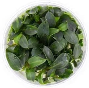 Ultum Nature Systems Piptospatha Ridleyi Tissue Culture Live Plant for Aquarium, Aquascape, Freshwater Fish Tanks - 100% Snail Free in Vitro
