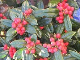 Burfordi Holly | 2 Extra Large 3 Gallon Plants | Ilex Cornuta | Fast Growing Evergreen Shrubs, Privacy Hedge Plants, Dark Green Foliage, Low Maintenance Landscaping, Ideal for Hedges and Borders