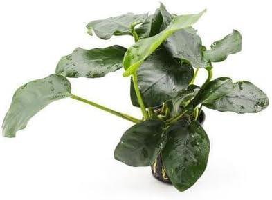 SubstrateSource Anubias Live Aquarium Plants - Potted Freshwater Plant for Fish Tanks, Terrariums - Beginner Friendly Low Light (Nana Thick Leaf, 1 Pot)