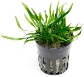 SubstrateSource Cryptocoryne Live Aquarium Plants - Freshwater Plant for Aquariums, Planted Fish Tanks - Beginner Friendly (Lucens, 5 Pots (20-25 Plants))