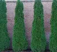 Emerald Arborvitae - Live Plants Shipped 1 to 2 Feet Tall by DAS Farms (No California)