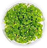 Hydrocotyle tripartita in Vitro Tissue Culture Cup