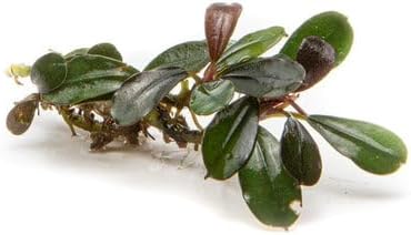 SubstrateSource Bucephalandra Kedagang Mini Live Aquarium Plant - Natural Freshwater Fish Tank Decorations, Aquatic Decor (Plant (6-10 Leaves))