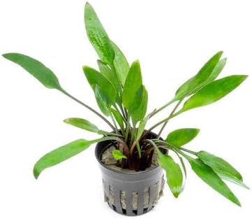 SubstrateSource Cryptocoryne Live Aquarium Plants - Freshwater Plant for Aquariums, Planted Fish Tanks - Beginner Friendly (Lutea, 1 Pot (3-5 Plants))