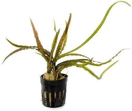 SubstrateSource Cryptocoryne Live Aquarium Plants - Freshwater Plant for Aquariums, Planted Fish Tanks - Beginner Friendly (Retrospiralis, 5 Pots (20-25 Plants))
