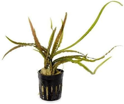 SubstrateSource Cryptocoryne Live Aquarium Plants - Freshwater Plant for Aquariums, Planted Fish Tanks - Beginner Friendly (Retrospiralis, 1 Pot (3-5 Plants))