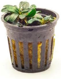 SubstrateSource Bucephalandra Mini Coin Potted Live Aquarium Plant - Natural Freshwater Fish Tank Decorations and Aquatic Décor
