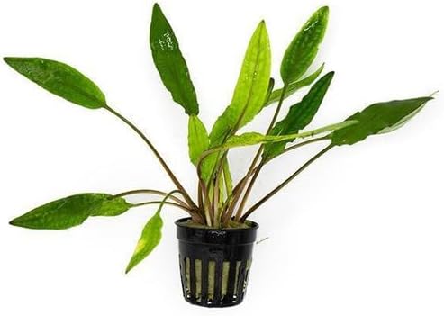 SubstrateSource Cryptocoryne Live Aquarium Plants - Freshwater Plant for Aquariums, Planted Fish Tanks - Beginner Friendly (Sri Lanka, 3 Pots (15-20 Plants))