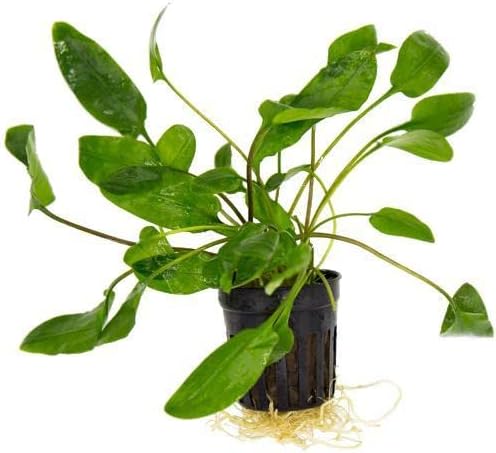 SubstrateSource Cryptocoryne Live Aquarium Plants - Freshwater Plant for Aquariums, Planted Fish Tanks - Beginner Friendly (Willisii, 1 Pot (3-5 Plants))