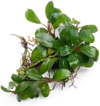 SubstrateSource Bucephalandra Kir Royale Live Aquarium Plant - Natural Freshwater Fish Tank Decorations, Aquatic Decor (Plant (6-10 Leaves))