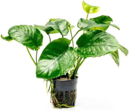SubstrateSource Anubias Live Aquarium Plants - Potted Freshwater Plant for Fish Tanks, Terrariums - Beginner Friendly Low Light (Barteri Wrinkle Leaf, 3 Pots)