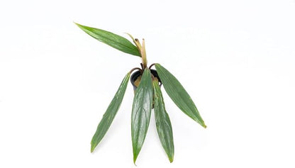 SubstrateSource Bucephalandra Goliath Potted Live Aquarium Plant - Natural Freshwater Fish Tank Decorations, Aquatic Décor