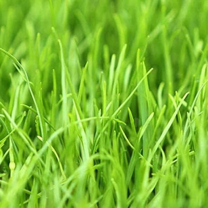 Annual Ryegrass Seeds for Planting - Premium Quality Rye Grass (1/2 Pound)