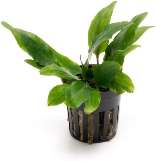 SubstrateSource Cryptocoryne Live Aquarium Plants - Freshwater Plant for Aquariums, Planted Fish Tanks - Beginner Friendly (Petchii, 1 Pot (3-5 Plants))