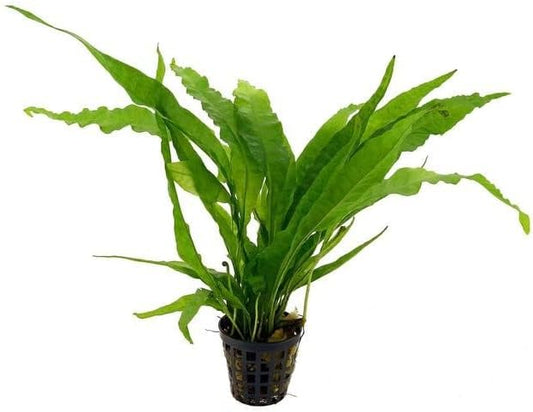 Potted Microsorum Plants - Java Fern | Live Freshwater Aquatic Plants for Aquariums and Terrariums - Low Light, Low Maintenance Plants. (Potted Microsorum Broad, 5 Pack)
