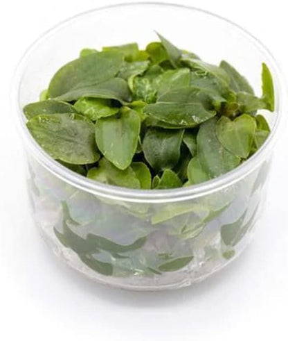 Ultum Nature Systems Lagenandra Meeboldii 'Red' Tissue Culture Live Plant for Aquarium, Freshwater Fish Tank, Aquascaping - 100% Snail Free in Vitro