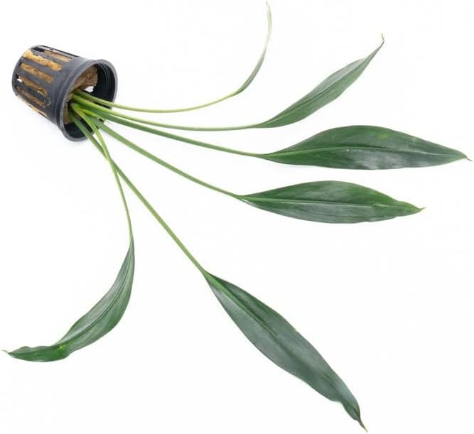 SubstrateSource Bucephalandra Goliath Potted Live Aquarium Plant - Natural Freshwater Fish Tank Decorations, Aquatic Décor