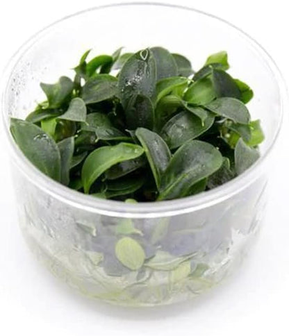 Ultum Nature Systems Piptospatha Ridleyi Tissue Culture Live Plant for Aquarium, Aquascape, Freshwater Fish Tanks - 100% Snail Free in Vitro