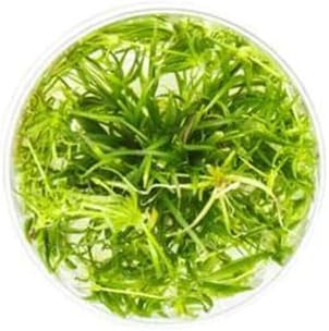 Ultum Nature Systems Echinodorus Helanthium Tenellus Tissue Culture Live Plant for Aquarium, Aquascape, Freshwater Fish Tanks - 100% Snail Free in Vitro