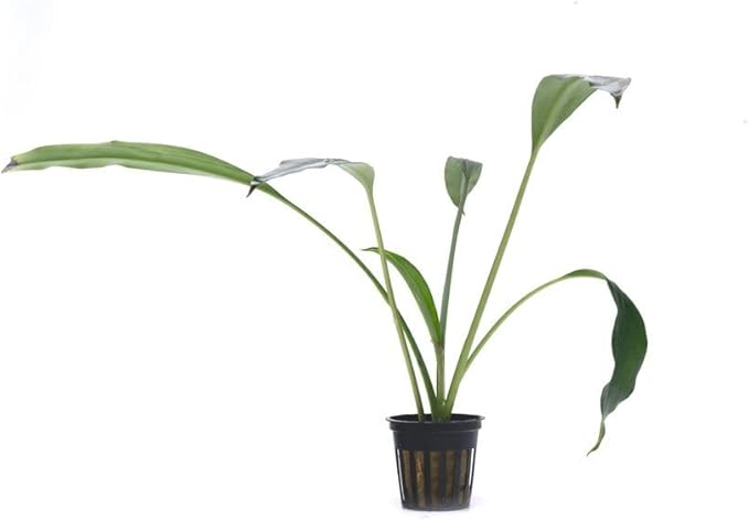 SubstrateSource Bucephalandra Goliath Potted Live Aquarium Plant - Natural Freshwater Fish Tank Decorations, Aquatic Décor