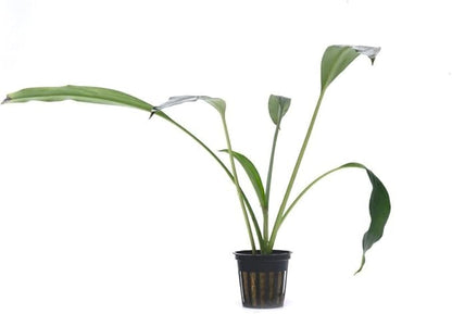 SubstrateSource Bucephalandra Goliath Potted Live Aquarium Plant - Natural Freshwater Fish Tank Decorations, Aquatic Décor