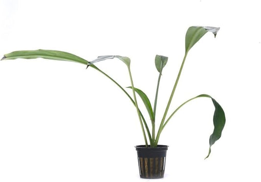 SubstrateSource Bucephalandra Goliath Potted Live Aquarium Plant - Natural Freshwater Fish Tank Decorations, Aquatic Décor