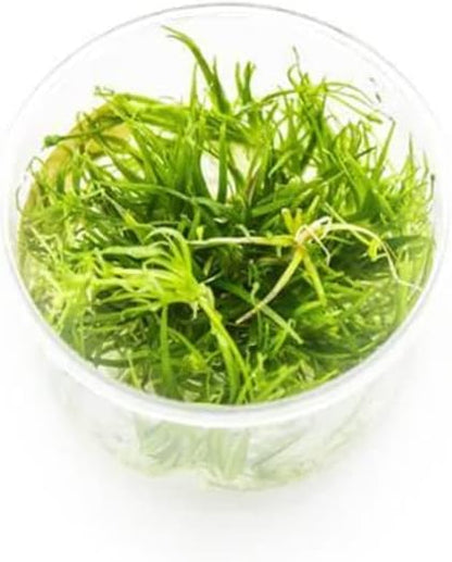 Ultum Nature Systems Echinodorus Helanthium Tenellus Tissue Culture Live Plant for Aquarium, Aquascape, Freshwater Fish Tanks - 100% Snail Free in Vitro
