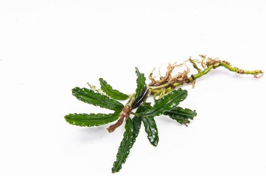 SubstrateSource Bucephalandra Velvet 3 Color Live Aquarium Plant - Natural Freshwater Fish Tank Decorations, Aquatic Decor (Plant (10-15 Leaves))