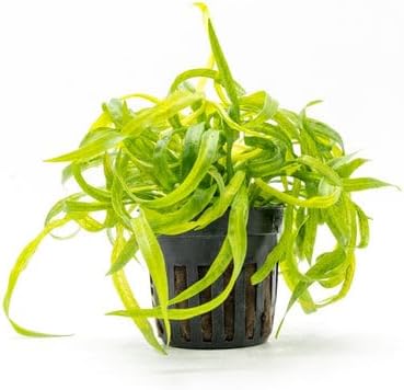 SubstrateSource Echinodorus Vesuvius Live Plant for Freshwater Aquariums, Natural Fish Tank Decorations, and Aquatic Decor (1 Pot (2-3 Plants))