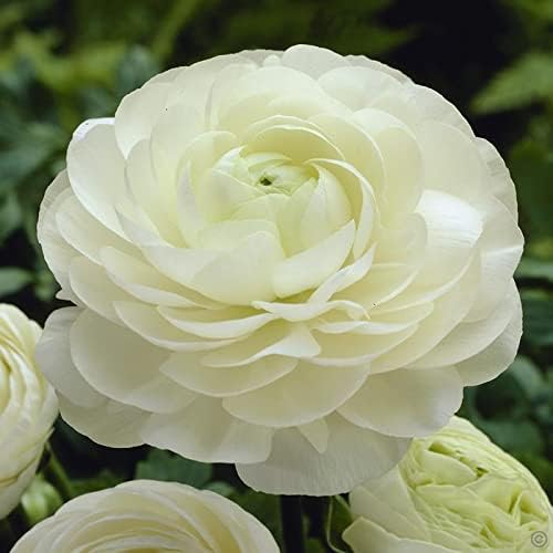 Eden Brothers Ranunculus Bulbs - White