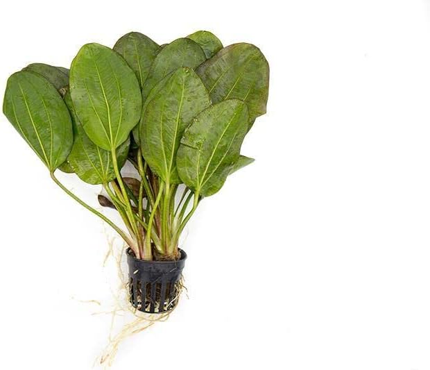 SubstrateSource Echinodorus Fancy Twist Sword Live Plant for Freshwater Aquariums, Natural Fish Tank Decorations, and Aquatic Decor (1 Pot (2-3 Plants))