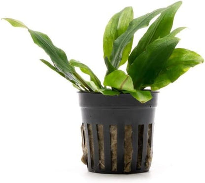 SubstrateSource Cryptocoryne Live Aquarium Plants - Freshwater Plant for Aquariums, Planted Fish Tanks - Beginner Friendly (Petchii, 1 Pot (3-5 Plants))