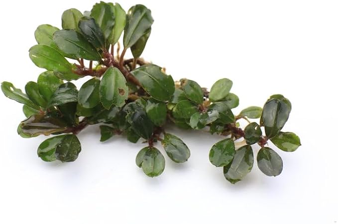 SubstrateSource Bucephalandra Peacock Live Aquarium Plant - Natural Freshwater Fish Tank Decorations, Aquatic Decor (Small Clump (3-5 Plants))