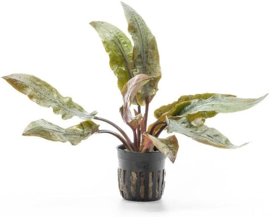 SubstrateSource Cryptocoryne Live Aquarium Plants - Freshwater Plant for Aquariums, Planted Fish Tanks - Beginner Friendly (Undulatus Hybrid, 1 Pot (3-5 Plants))