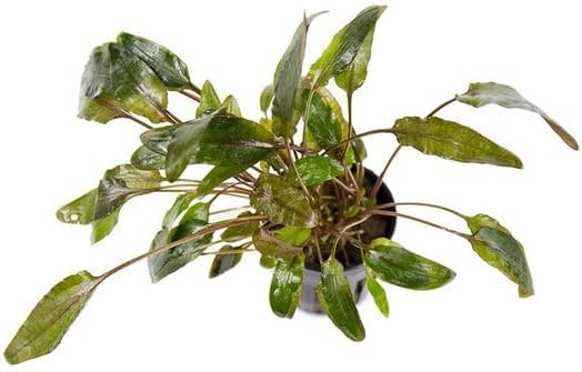 SubstrateSource Cryptocoryne Live Aquarium Plants - Freshwater Plant for Aquariums, Planted Fish Tanks - Beginner Friendly (Wendtii Brown, 3 Pots (15-20 Plants))
