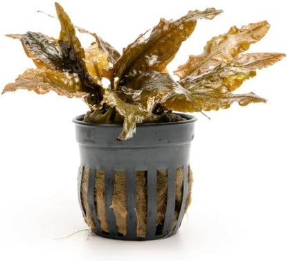 SubstrateSource Cryptocoryne Live Aquarium Plants - Freshwater Plant for Aquariums, Planted Fish Tanks - Beginner Friendly (Tropica, 1 Pot (3-5 Plants))