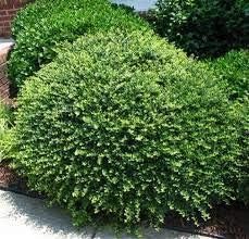 Helleri Holly Shrub | 3 Live Plants I Ilex Cornutal | Compact Evergreen Ideal for Low Borders, Formal Gardens and Ornamental Plantings, Dense, Small Leaves for Refined Look