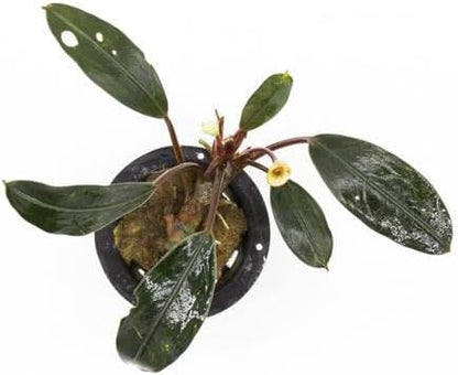SubstrateSource Bucephalandra Pink Lady Potted Live Aquarium Plant - Natural Freshwater Fish Tank Decorations, Aquatic Décor